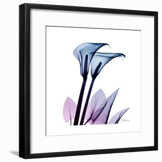 Calla Lily Purp-Albert Koetsier-Framed Art Print