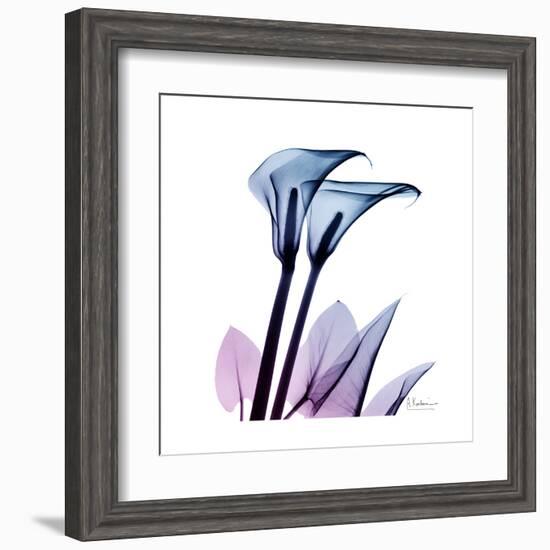 Calla Lily Purp-Albert Koetsier-Framed Art Print