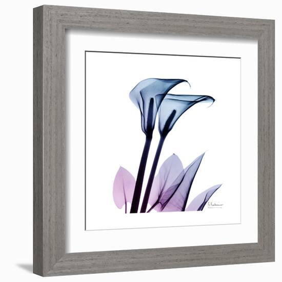 Calla Lily Purp-Albert Koetsier-Framed Art Print