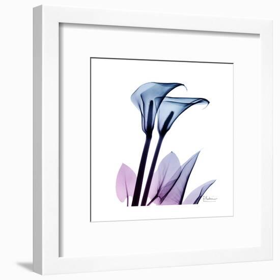 Calla Lily Purp-Albert Koetsier-Framed Art Print