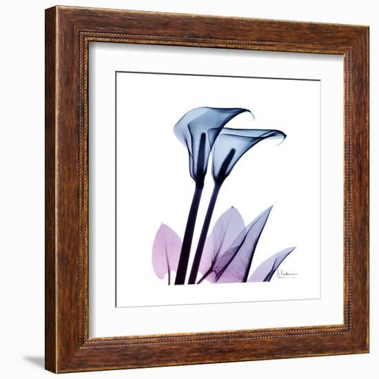 Calla Lily Purp-Albert Koetsier-Framed Art Print