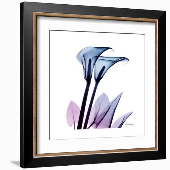 Calla Lily Purp-Albert Koetsier-Framed Art Print