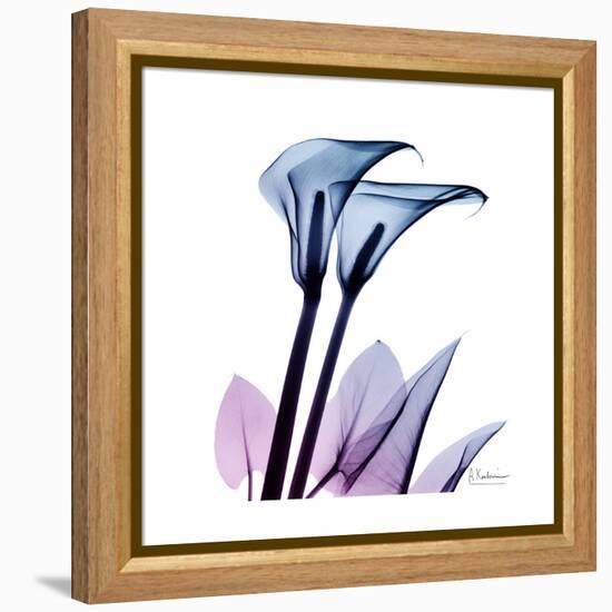 Calla Lily Purp-Albert Koetsier-Framed Stretched Canvas