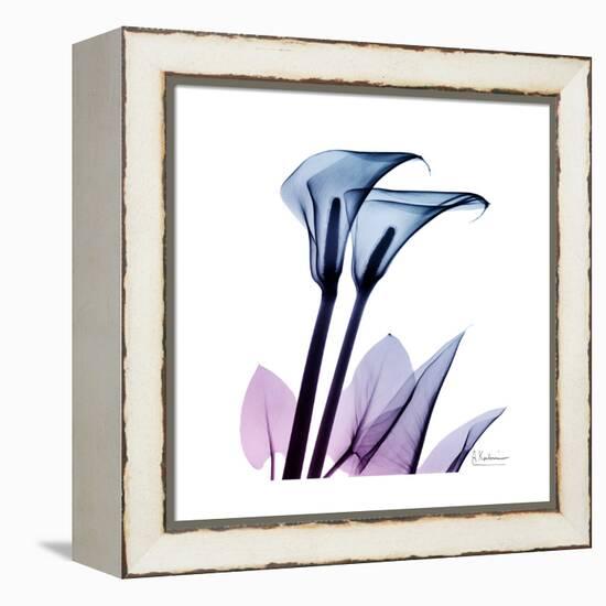 Calla Lily Purp-Albert Koetsier-Framed Stretched Canvas