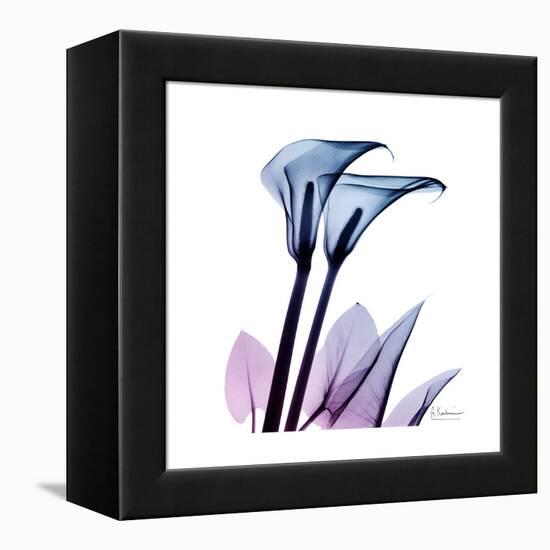 Calla Lily Purp-Albert Koetsier-Framed Stretched Canvas