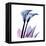 Calla Lily Purp-Albert Koetsier-Framed Stretched Canvas