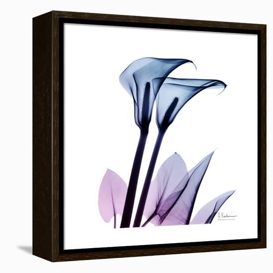 Calla Lily Purp-Albert Koetsier-Framed Stretched Canvas