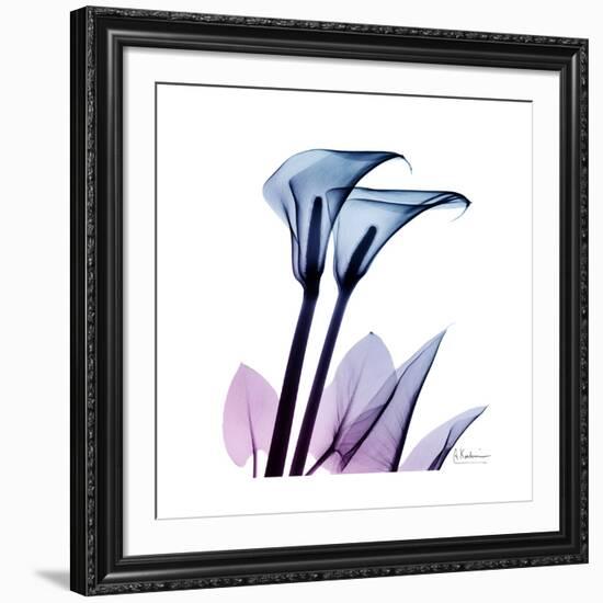 Calla Lily Purp-Albert Koetsier-Framed Art Print