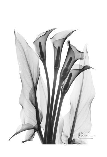 Calla Lily Quad In Black And White Art Print By Albert Koetsier Calla Lily Quad In Black And White Art Print By Albert Koetsier