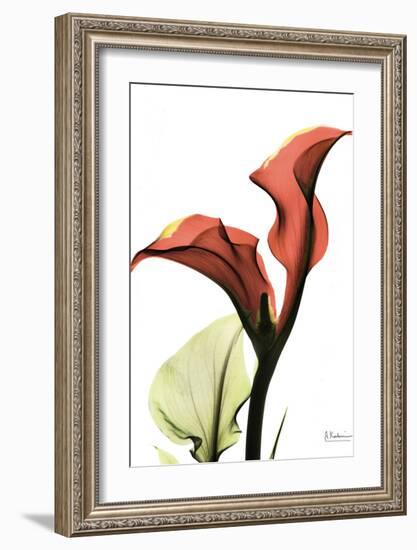 Calla Lily Red-Albert Koetsier-Framed Art Print