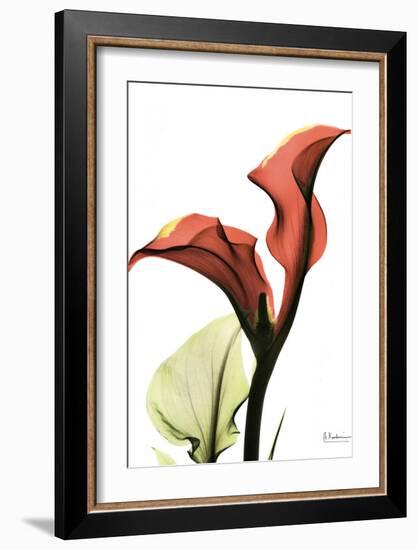 Calla Lily Red-Albert Koetsier-Framed Art Print