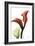 Calla Lily Red-Albert Koetsier-Framed Art Print