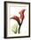 Calla Lily Red-Albert Koetsier-Framed Art Print