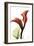 Calla Lily Red-Albert Koetsier-Framed Art Print