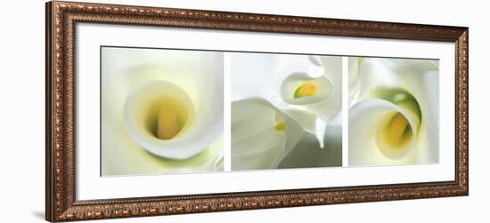 Calla Lily Triptych-Anna Miller-Framed Photographic Print