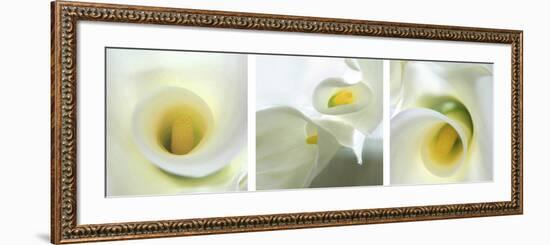 Calla Lily Triptych-Anna Miller-Framed Photographic Print