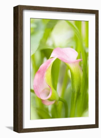 Calla Lily (Zantedeschia Aethiopica)-Maria Mosolova-Framed Photographic Print