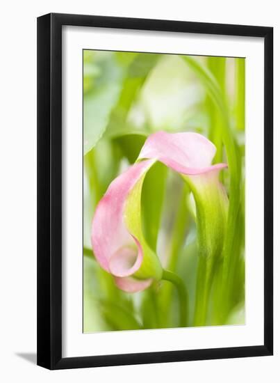 Calla Lily (Zantedeschia Aethiopica)-Maria Mosolova-Framed Photographic Print