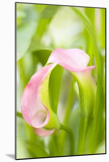 Calla Lily (Zantedeschia Aethiopica)-Maria Mosolova-Mounted Photographic Print