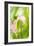 Calla Lily (Zantedeschia Aethiopica)-Maria Mosolova-Framed Photographic Print