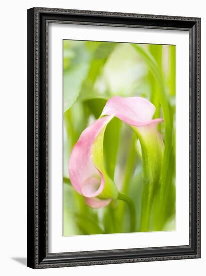 Calla Lily (Zantedeschia Aethiopica)-Maria Mosolova-Framed Photographic Print