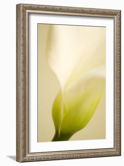 Calla Lily (Zantedeschia Aethiopica)-Maria Mosolova-Framed Photographic Print