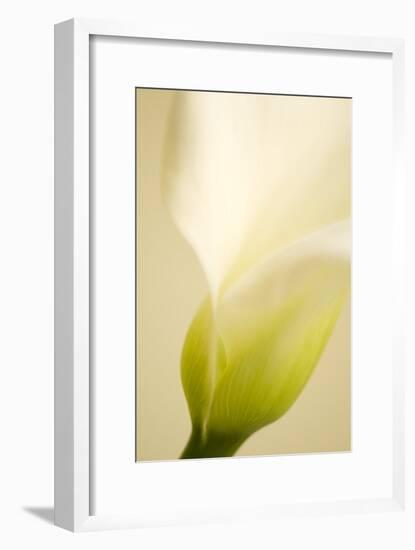 Calla Lily (Zantedeschia Aethiopica)-Maria Mosolova-Framed Photographic Print