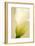 Calla Lily (Zantedeschia Aethiopica)-Maria Mosolova-Framed Photographic Print