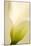 Calla Lily (Zantedeschia Aethiopica)-Maria Mosolova-Mounted Photographic Print