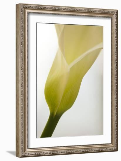 Calla Lily (Zantedeschia Aethiopica)-Maria Mosolova-Framed Photographic Print