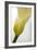 Calla Lily (Zantedeschia Aethiopica)-Maria Mosolova-Framed Photographic Print