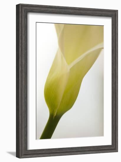 Calla Lily (Zantedeschia Aethiopica)-Maria Mosolova-Framed Photographic Print