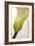 Calla Lily (Zantedeschia Aethiopica)-Maria Mosolova-Framed Photographic Print