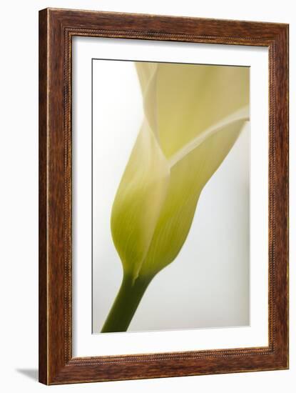 Calla Lily (Zantedeschia Aethiopica)-Maria Mosolova-Framed Photographic Print