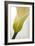 Calla Lily (Zantedeschia Aethiopica)-Maria Mosolova-Framed Photographic Print
