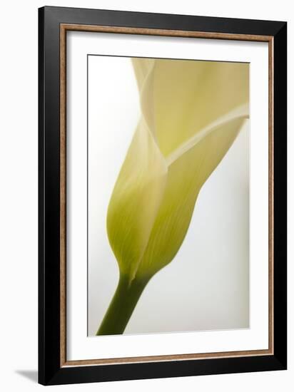 Calla Lily (Zantedeschia Aethiopica)-Maria Mosolova-Framed Photographic Print