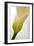 Calla Lily (Zantedeschia Aethiopica)-Maria Mosolova-Framed Photographic Print