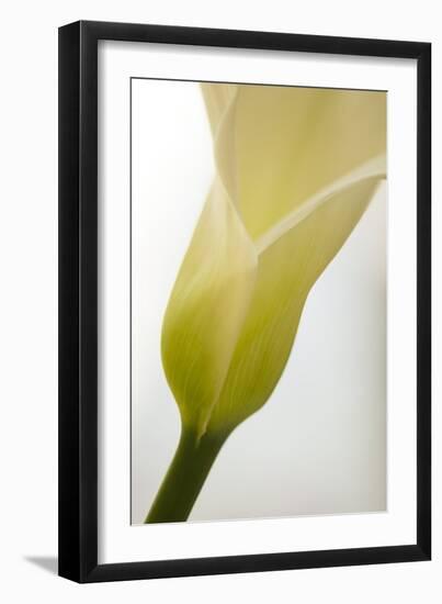 Calla Lily (Zantedeschia Aethiopica)-Maria Mosolova-Framed Photographic Print