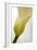 Calla Lily (Zantedeschia Aethiopica)-Maria Mosolova-Framed Photographic Print