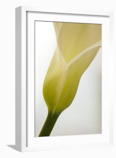 Calla Lily (Zantedeschia Aethiopica)-Maria Mosolova-Framed Photographic Print