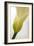 Calla Lily (Zantedeschia Aethiopica)-Maria Mosolova-Framed Photographic Print