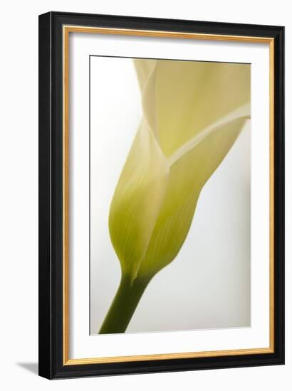 Calla Lily (Zantedeschia Aethiopica)-Maria Mosolova-Framed Photographic Print