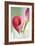 Calla Lily (Zantedeschia Aethiopica)-Maria Mosolova-Framed Photographic Print