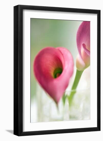 Calla Lily (Zantedeschia Aethiopica)-Maria Mosolova-Framed Photographic Print