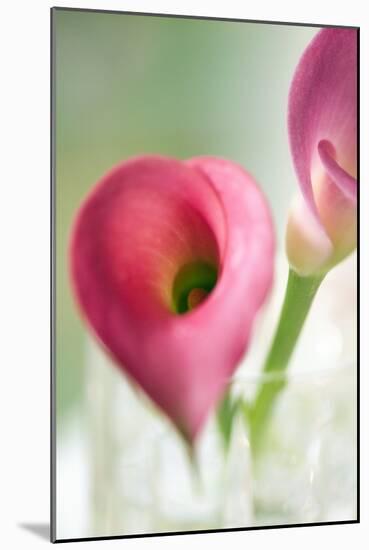 Calla Lily (Zantedeschia Aethiopica)-Maria Mosolova-Mounted Photographic Print