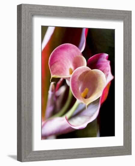 Calla Lily (Zantedeschia)-Jana Liebenstein-Framed Photographic Print