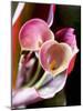 Calla Lily (Zantedeschia)-Jana Liebenstein-Mounted Photographic Print