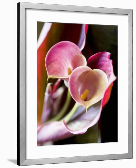 Calla Lily (Zantedeschia)-Jana Liebenstein-Framed Photographic Print