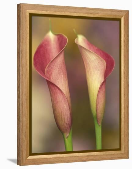 Calla Lily-Adam Jones-Framed Premier Image Canvas