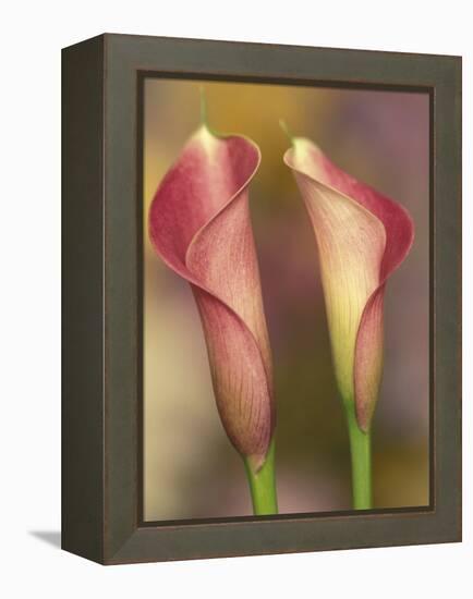 Calla Lily-Adam Jones-Framed Premier Image Canvas